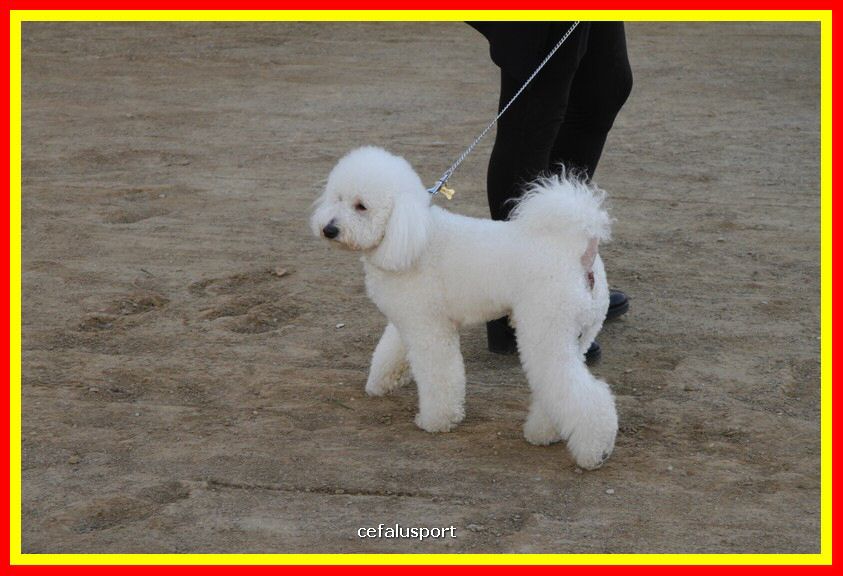 180311 mostra_canina 134.jpg